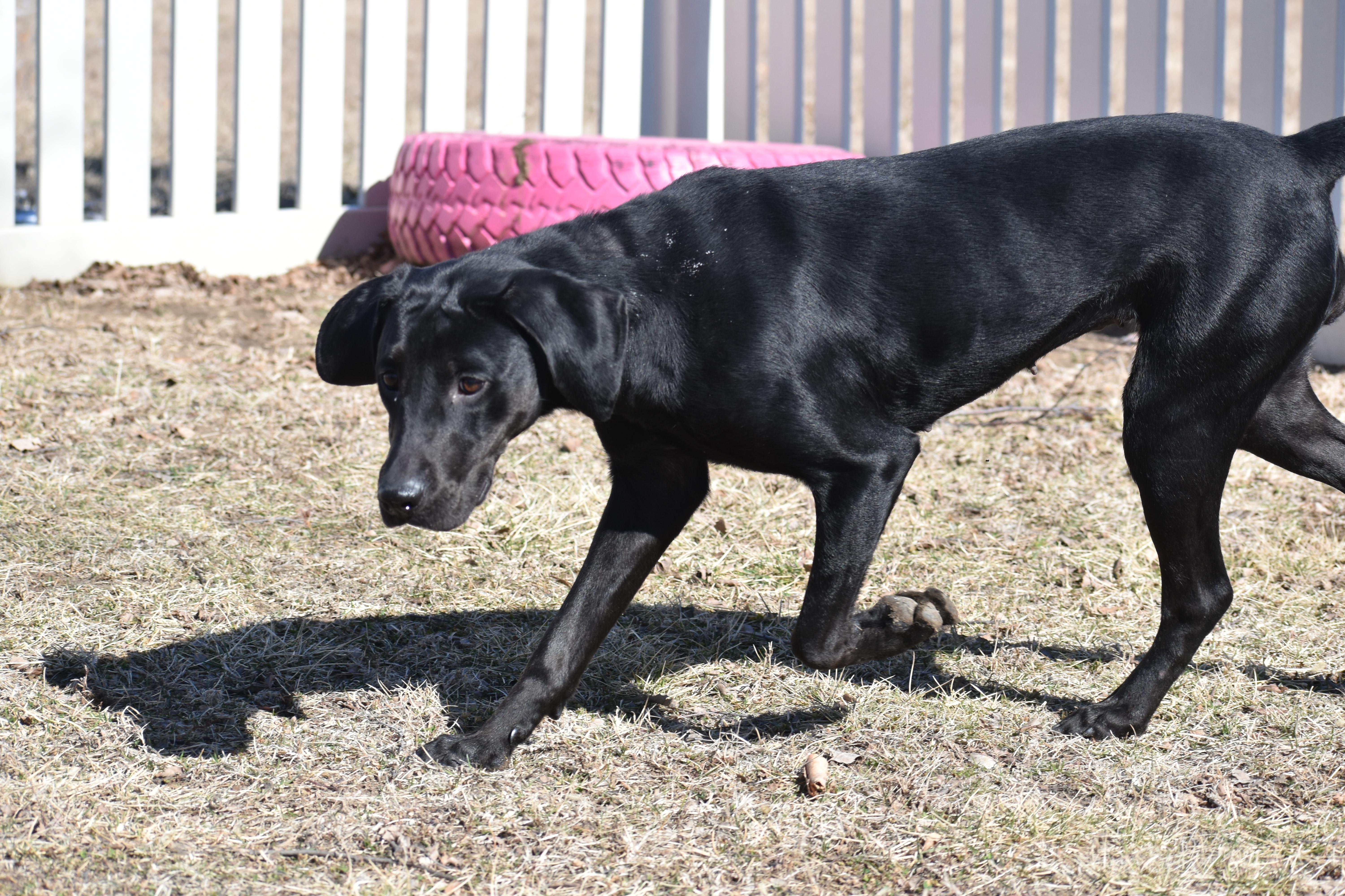 Shroomie thumbnail 2