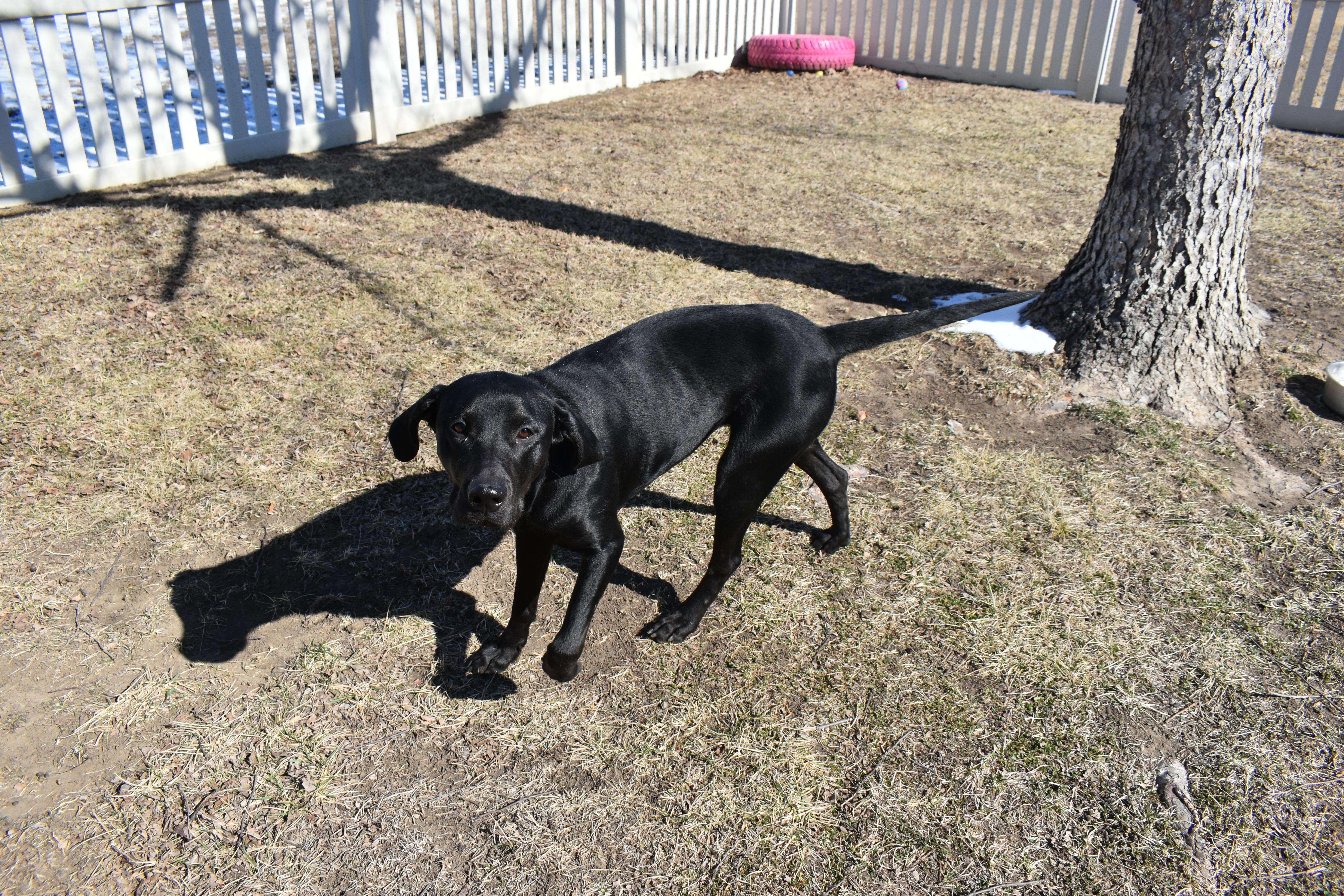 Shroomie thumbnail 3