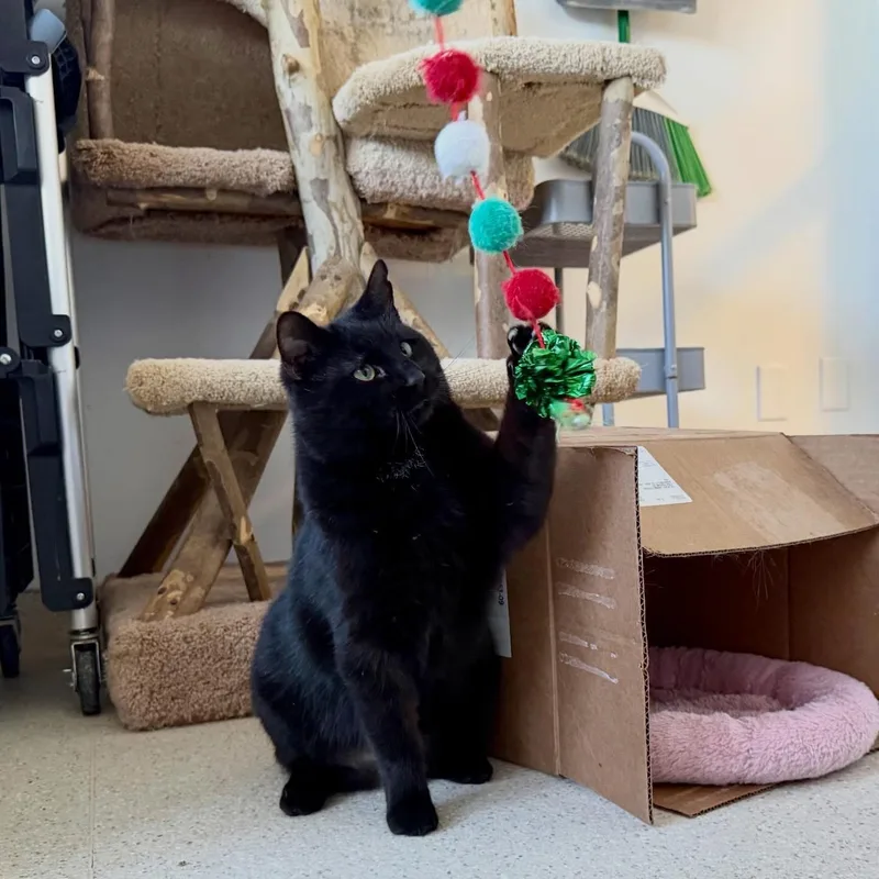 Ombré Felv+ thumbnail 2