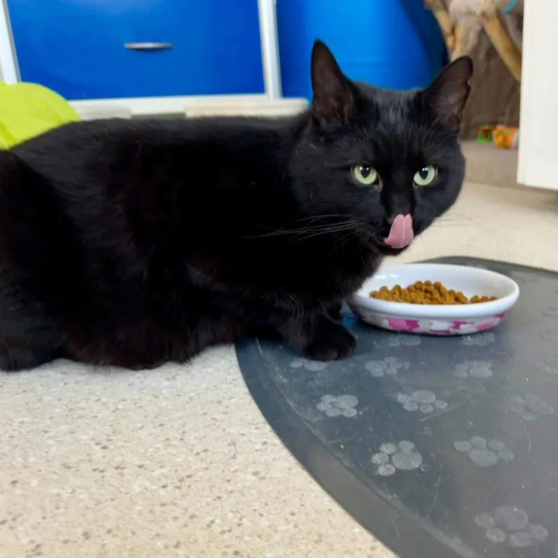 Ombré Felv+ thumbnail 3