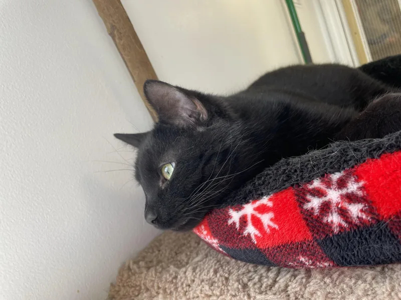 Ombré Felv+ thumbnail 4