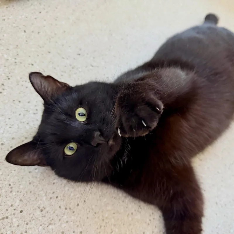 Ombré Felv+ thumbnail 5