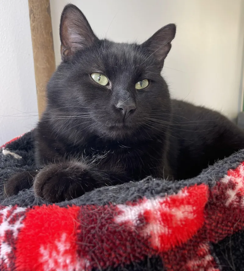 Ombré Felv+ thumbnail 6