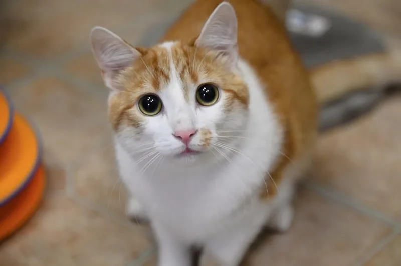 Winstonpumpkin thumbnail 2