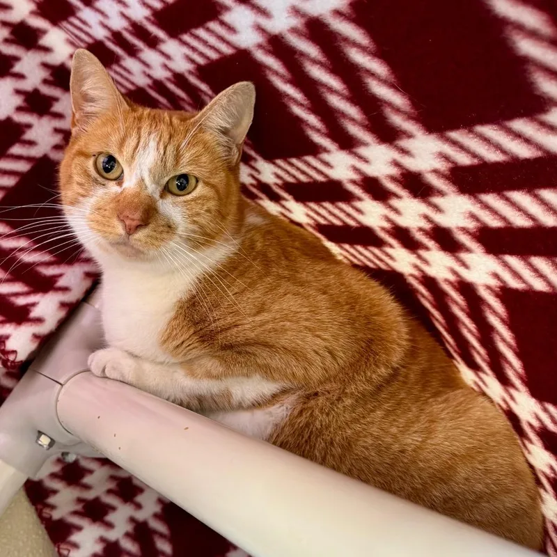 Carrot Cake thumbnail 2