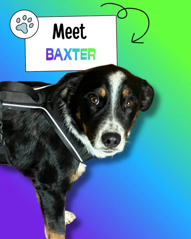 Baxter