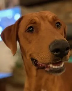 Benetton thumbnail 5