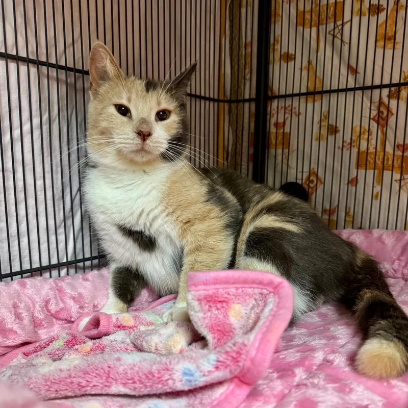 Chickadee thumbnail 2