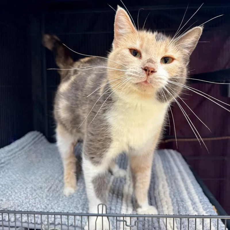 Chickadee thumbnail 3