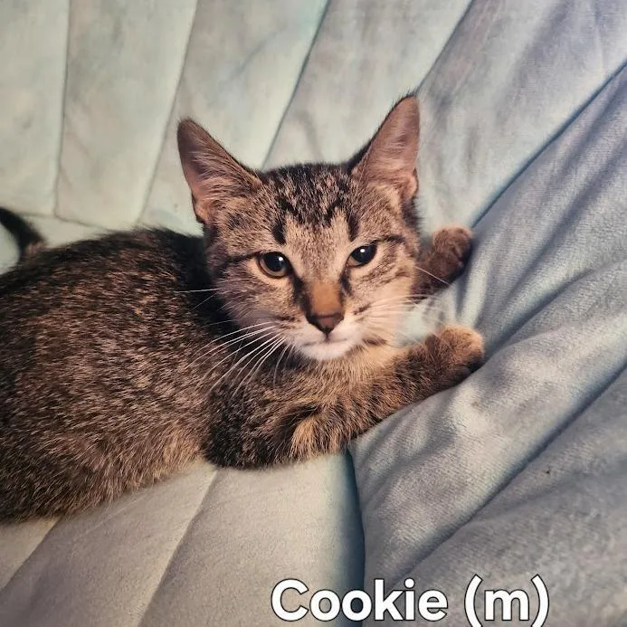 Cookie thumbnail 2