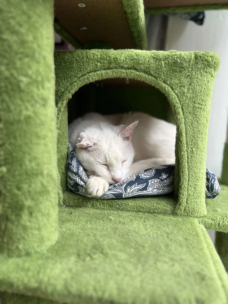 Cream Cheese thumbnail 2