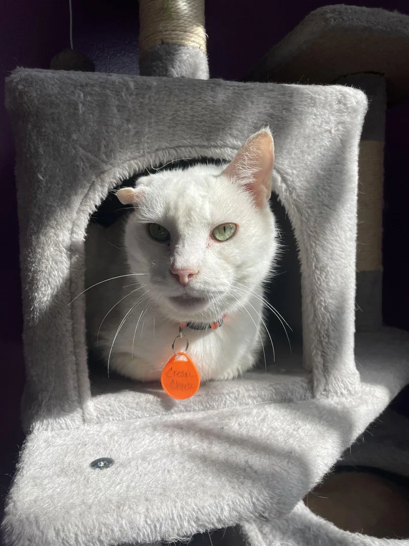 Cream Cheese thumbnail 3