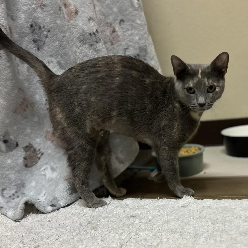 Gloria  Sweet And thumbnail 3