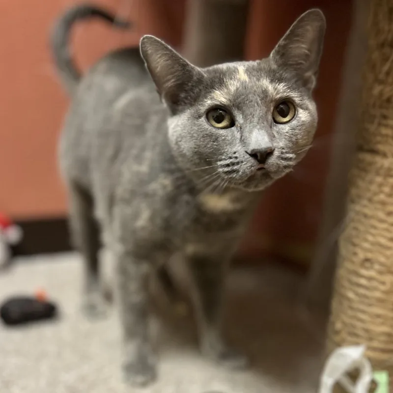 Gloria  Sweet And thumbnail 4