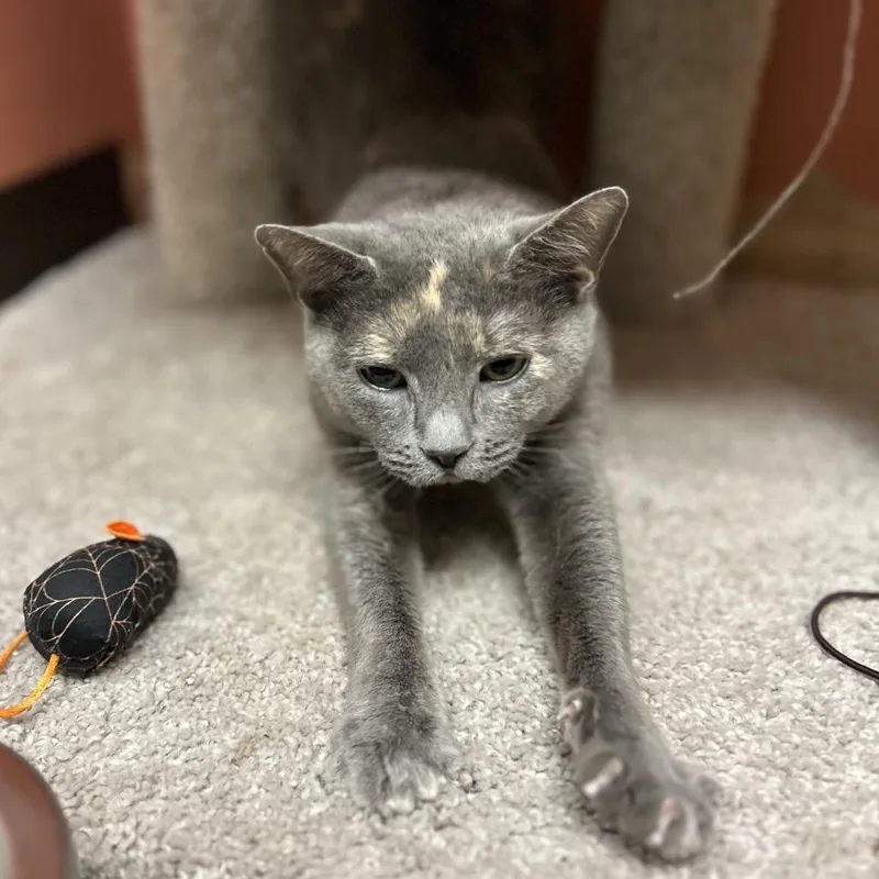 Gloria  Sweet And thumbnail 5