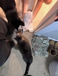 Luca Travis thumbnail 2