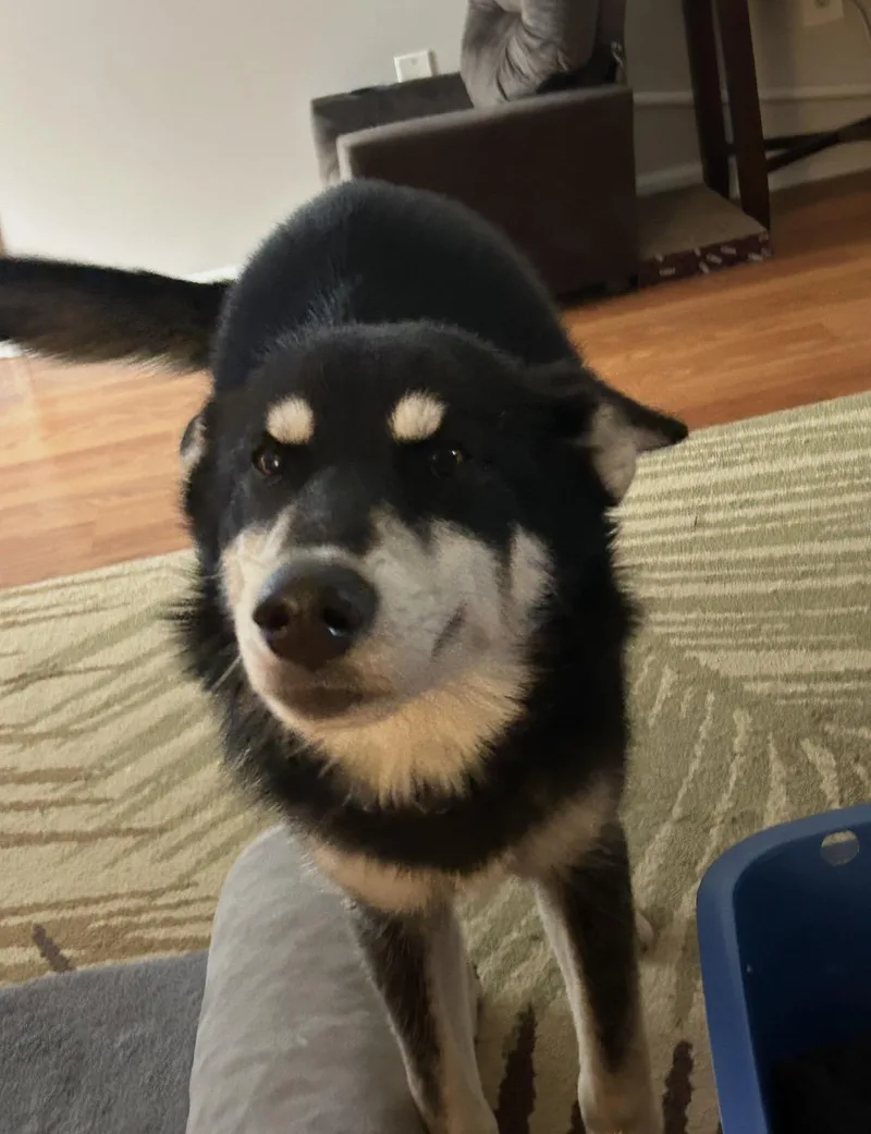 Luca Travis thumbnail 3