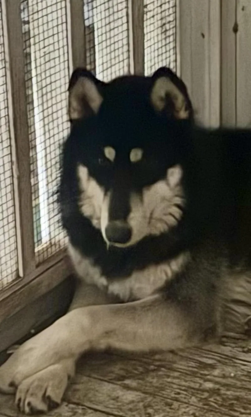 Luca Travis thumbnail 4