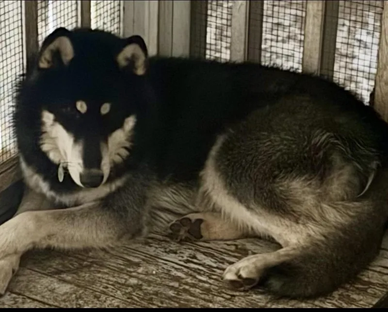 Luca Travis thumbnail 5