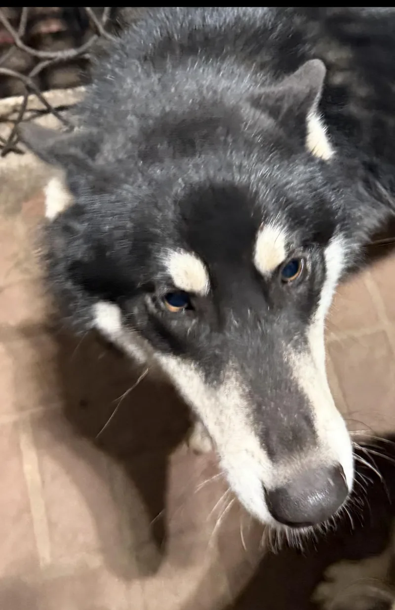 Luca Travis thumbnail 6