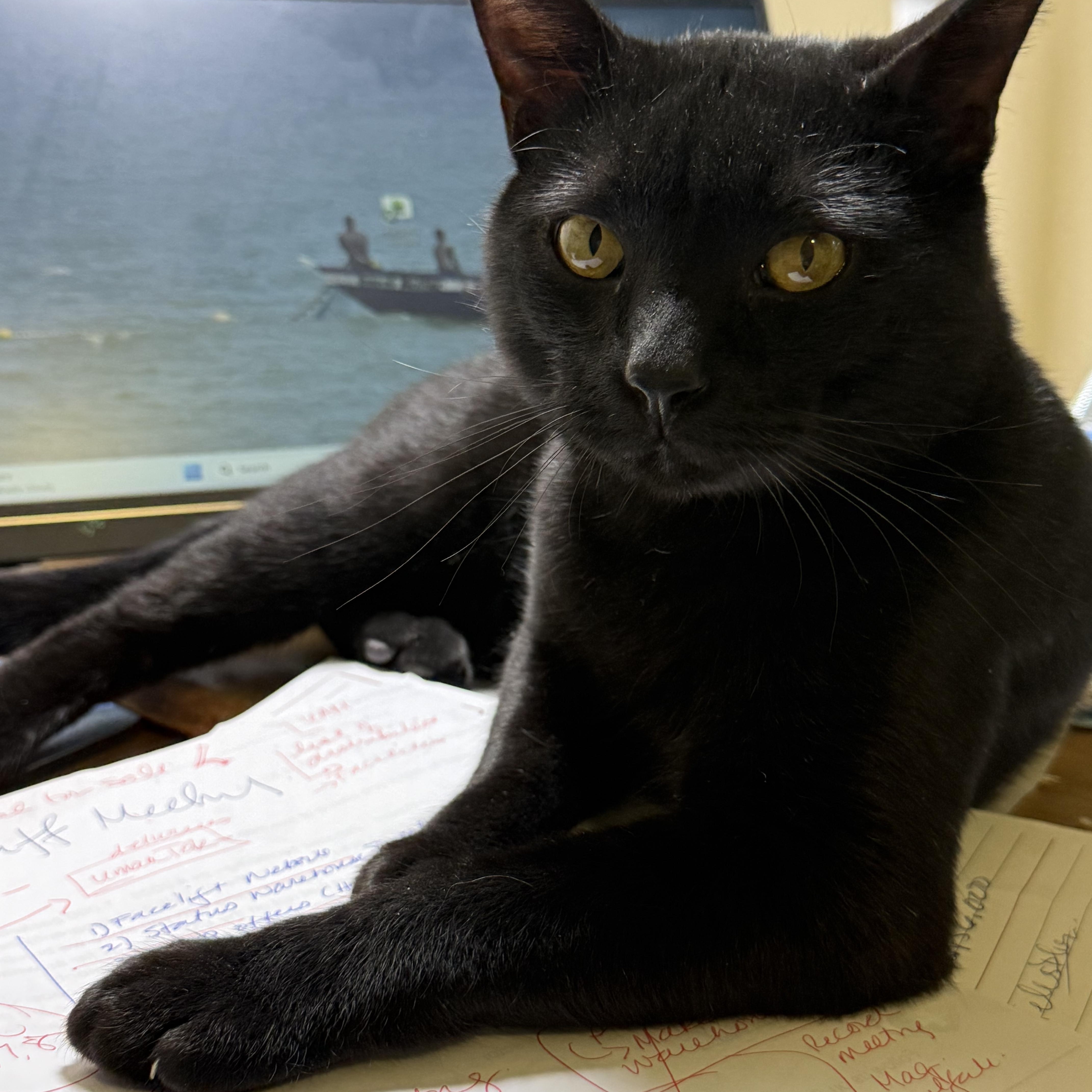 Greg Purrfection thumbnail 2