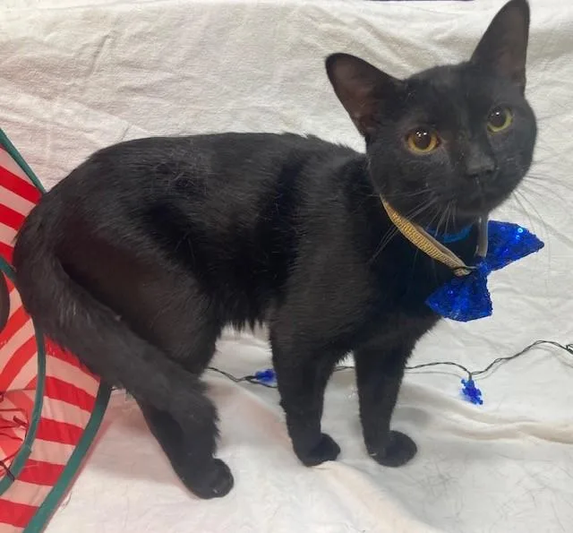 Greg Purrfection thumbnail 3