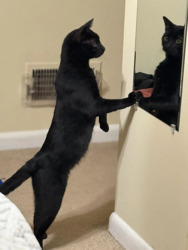 Greg Purrfection thumbnail 4