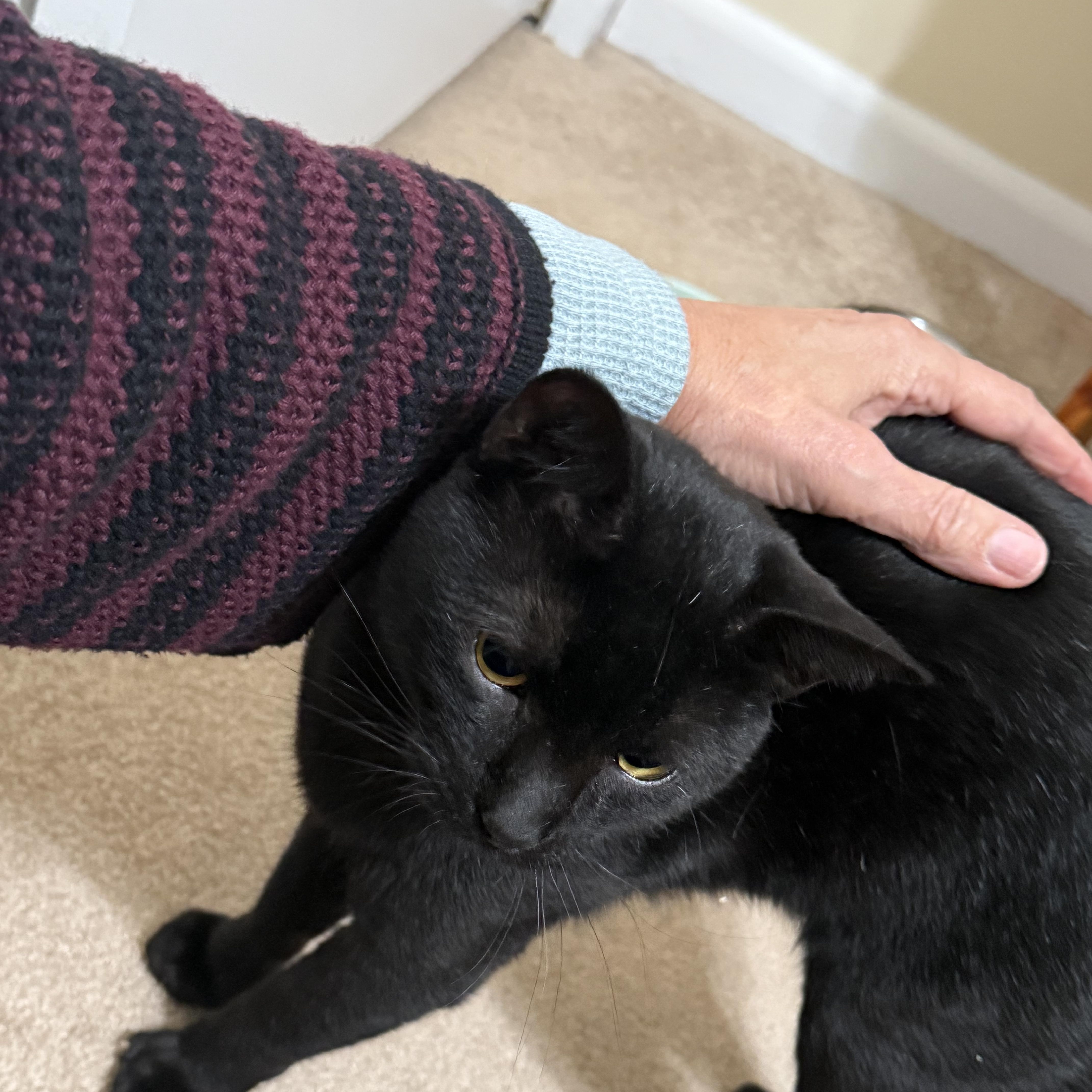 Greg Purrfection thumbnail 5