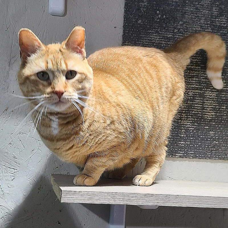 Jersey "thang" thumbnail 2