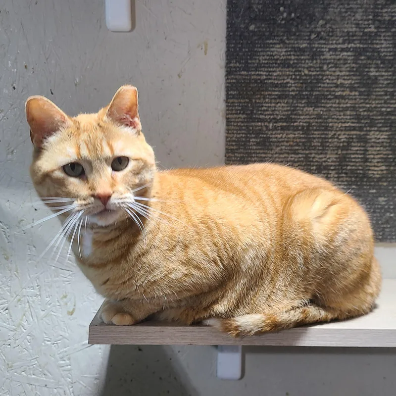 Jersey "thang" thumbnail 3