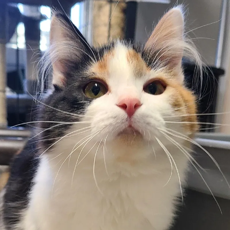 Mango & Apricot thumbnail 3