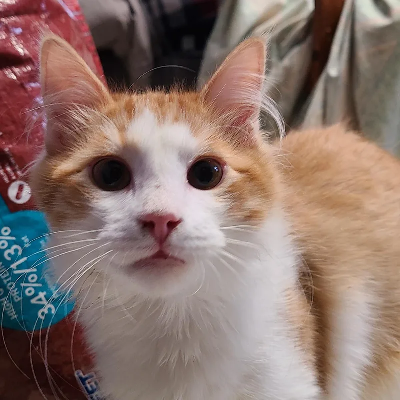 Mango & Apricot thumbnail 5