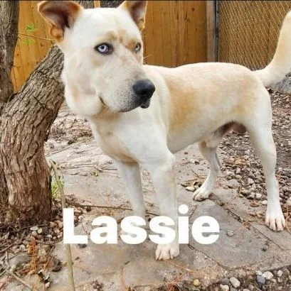 Lassie thumbnail 2