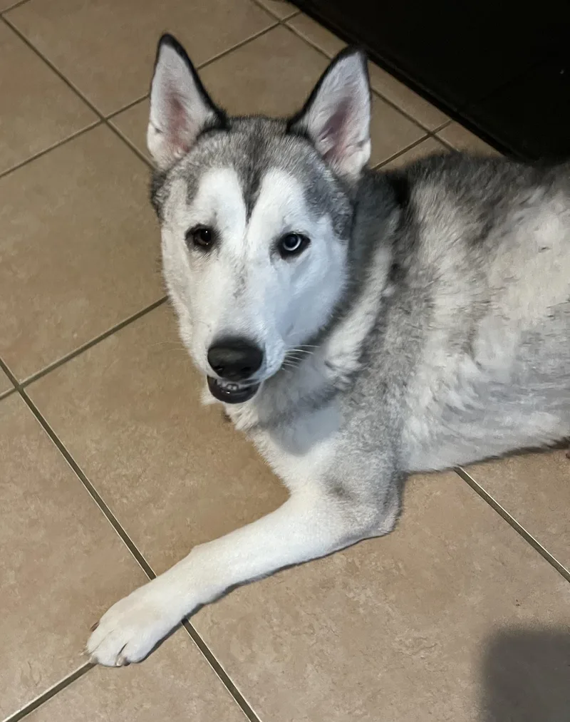 Soda Pop thumbnail 3