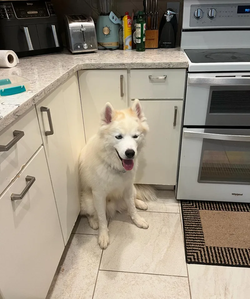 Yetiteddy thumbnail 2