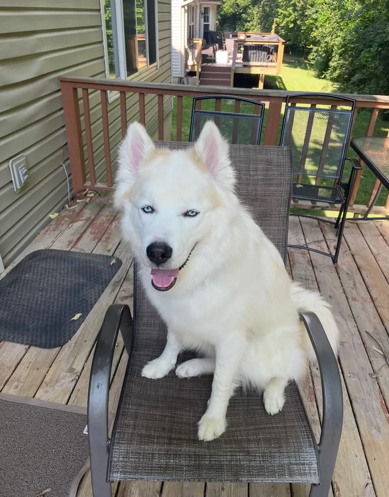 Yetiteddy thumbnail 3