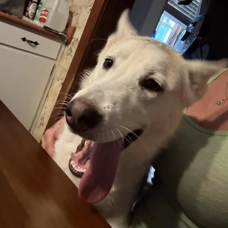 Voodoo Ranger thumbnail 3