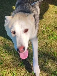 Voodoo Ranger thumbnail 4