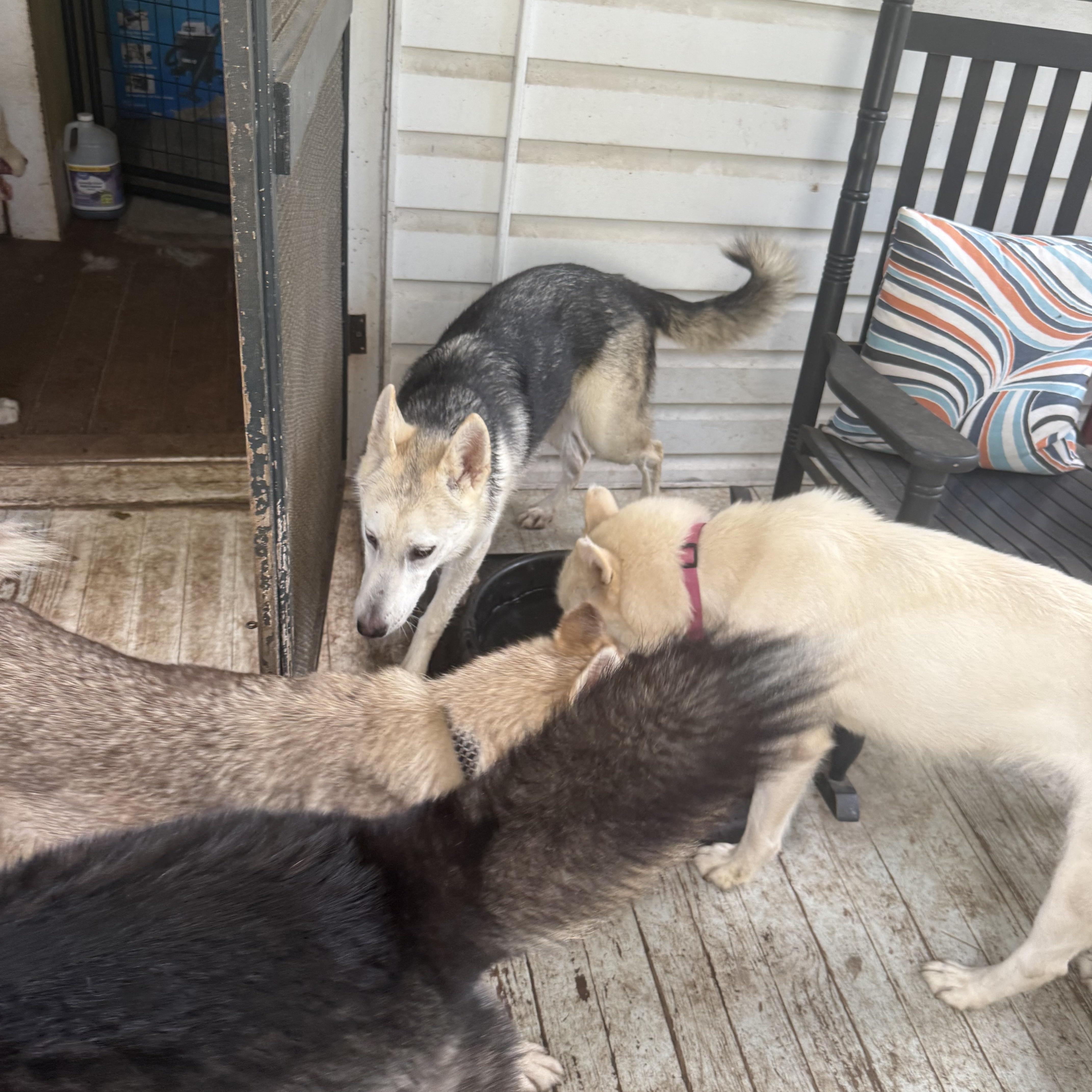 Voodoo Ranger thumbnail 5