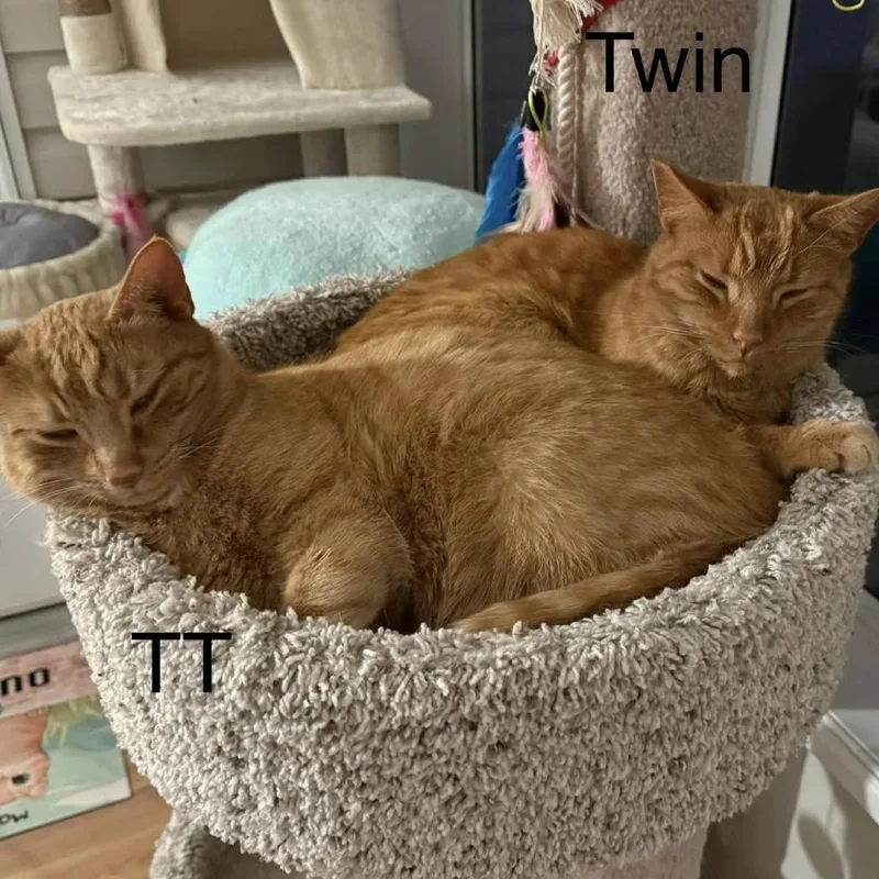 Two Tone thumbnail 2