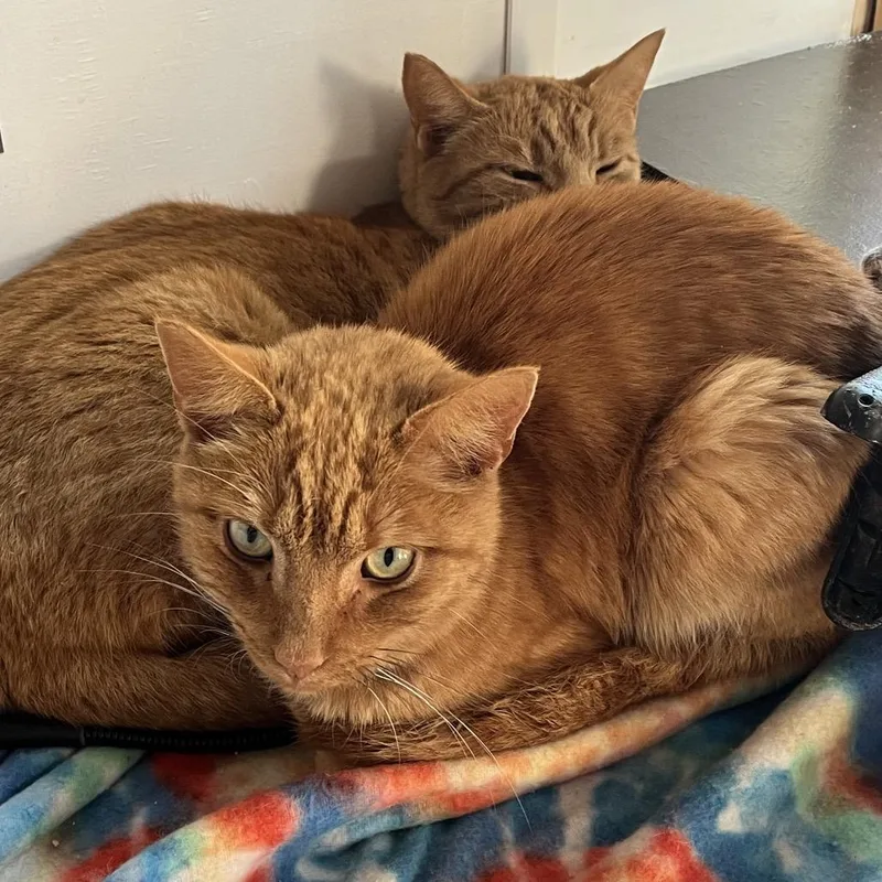 Two Tone thumbnail 3