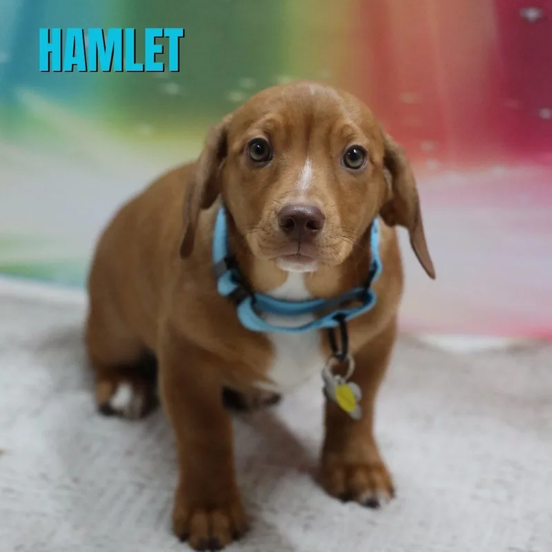 Hamlet