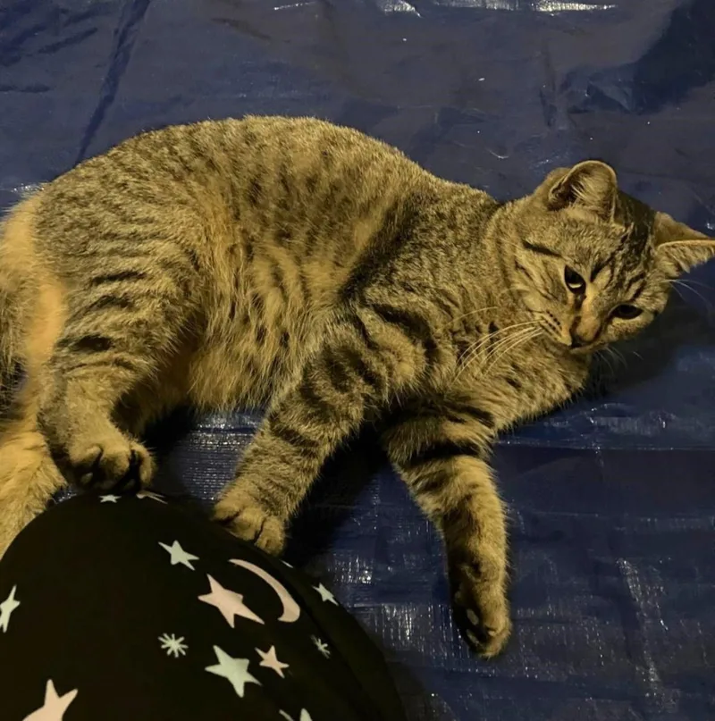 Silver Cuddlequeen thumbnail 2