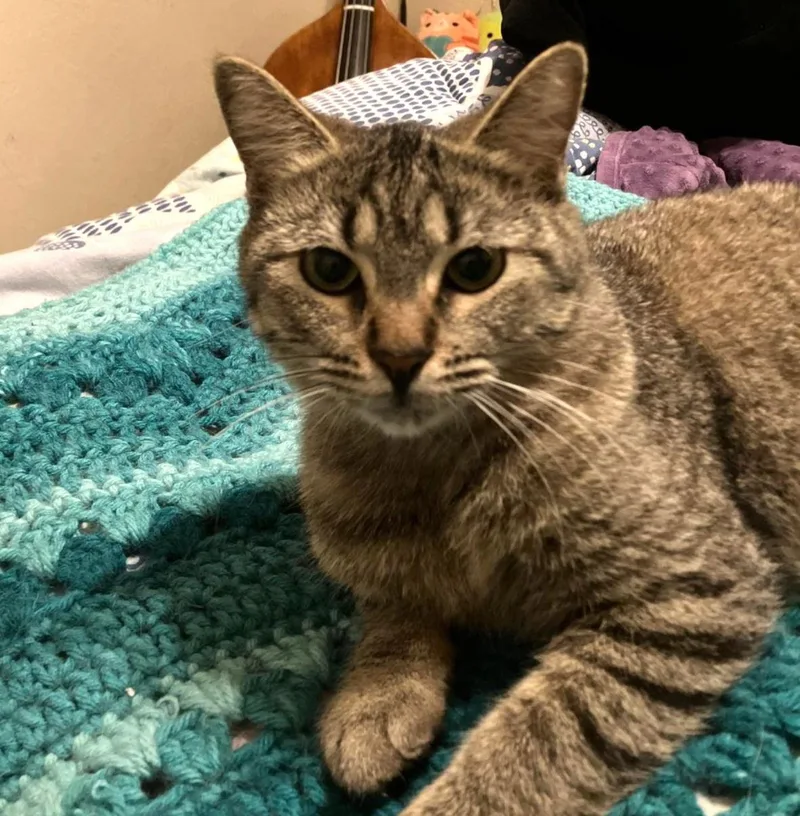 Silver Cuddlequeen thumbnail 3