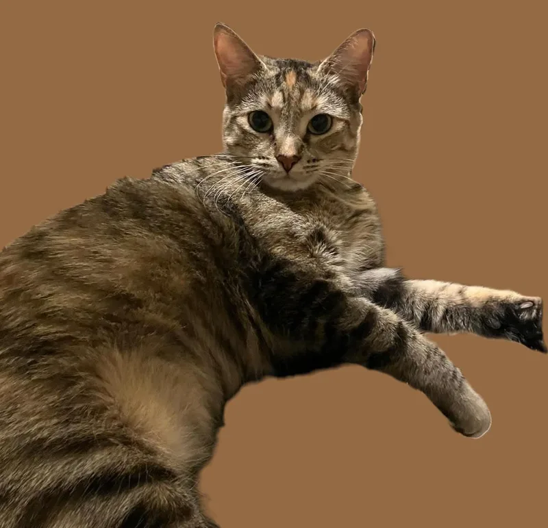 Sona Nosekisser thumbnail 2