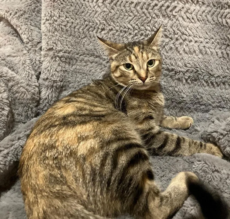 Sona Nosekisser thumbnail 3