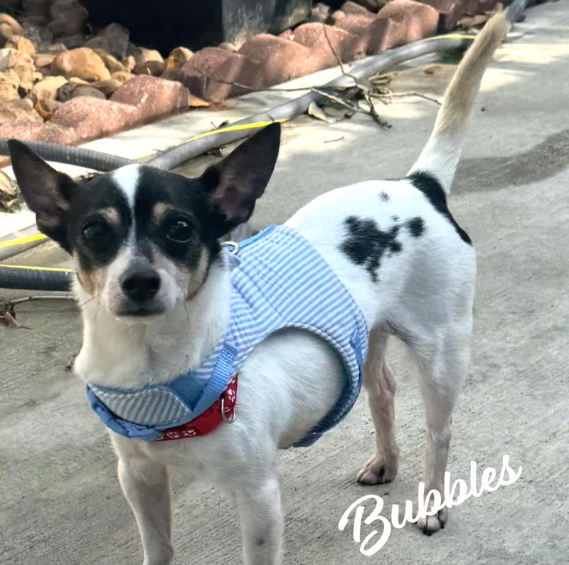 Bubbles Runslikethewind