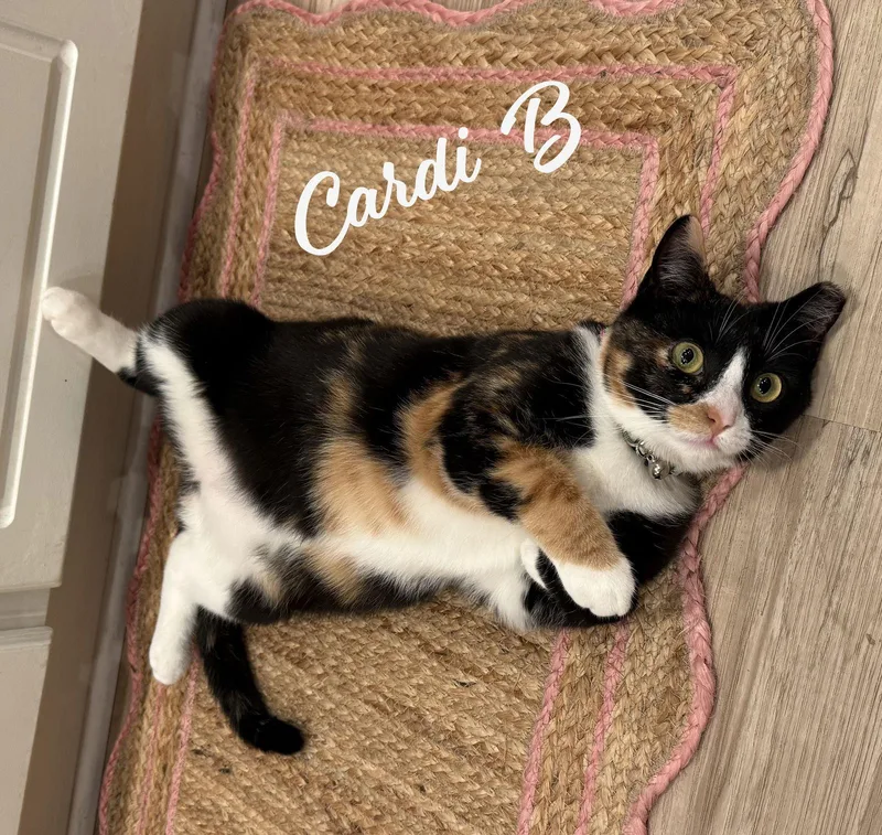 Cardi B Awardwinningpurrmachine