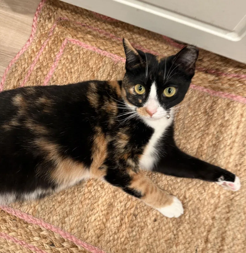 Cardi B Awardwinningpurrmachine thumbnail 2