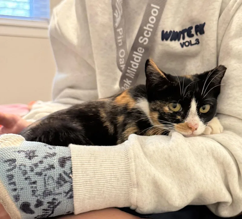 Cardi B Awardwinningpurrmachine thumbnail 3